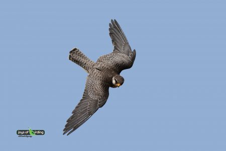 Amur Falcon (female)