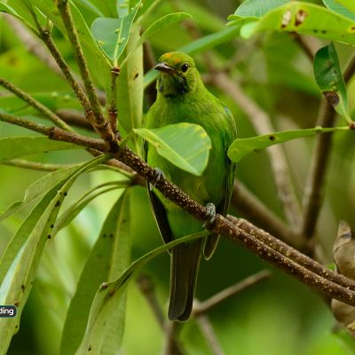 Golden-fronted Leafbird (female)