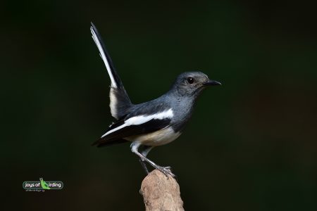 Oriental Magpie-robin (female)