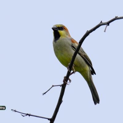 Plain-backed Sparrow (male)