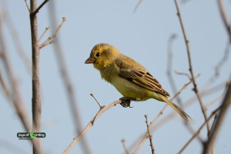 Plain-backed Sparrow (female)