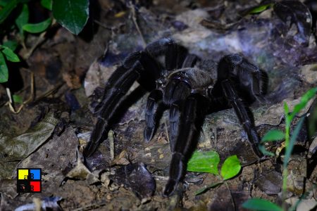 Thailand Black Tarantula