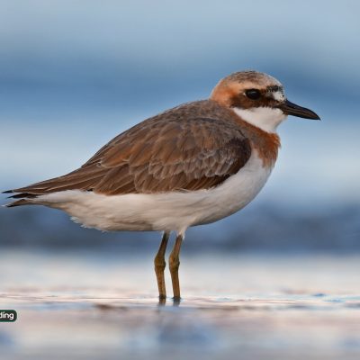 Greater Sand Plover (male)