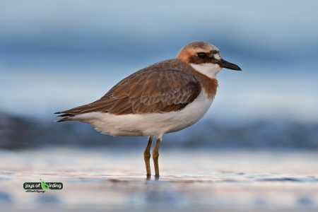 Greater Sand Plover (male)