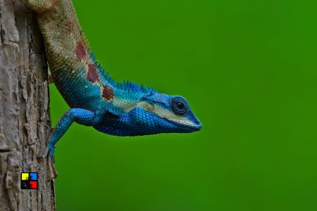 Blue-crested Lizard (male)