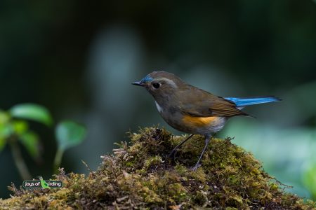 Red-flanked Bluetail (male)