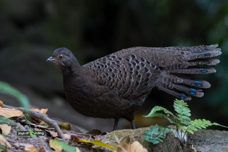 Grey Peacock-pheasant (female)