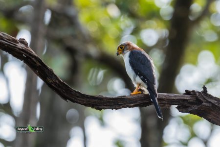 White-rumped Pygmy Falcon