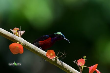 Purple-throated Sunbird